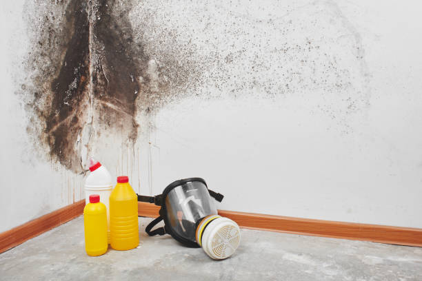 Best Mold Damage Repair  in Augusta, WI