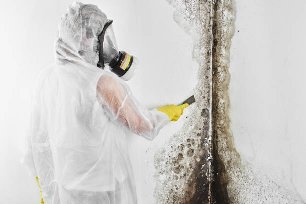 Best Affordable Mold Removal  in Augusta, WI