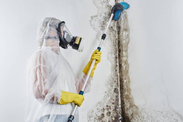 Best Mold Cleaning Services  in Augusta, WI