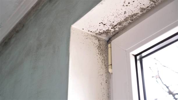 Best Home Mold Removal  in Augusta, WI