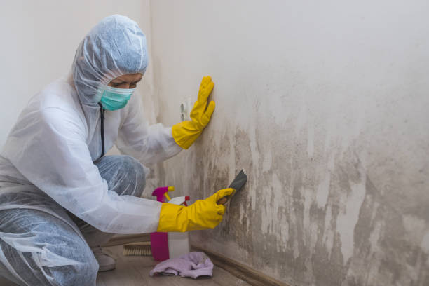 Best Mold Removal Process  in Augusta, WI