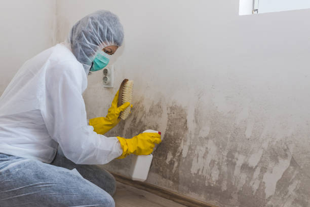 Best Home Mold Removal  in Augusta, WI