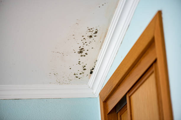 Best Mold Removal Company Near Me  in Augusta, WI