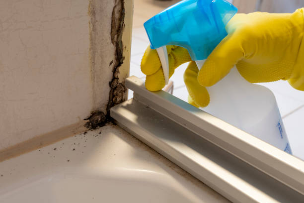 Best Certified Mold Removal  in Augusta, WI