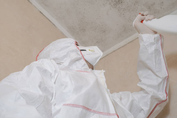 Best Attic Mold Removal  in Augusta, WI