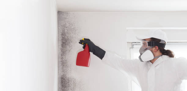 Best Mold Remediation  in Augusta, WI