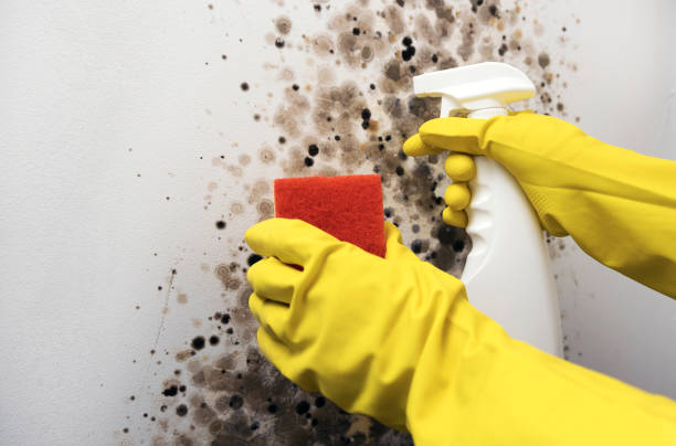 Best Fast Mold Removal  in Augusta, WI