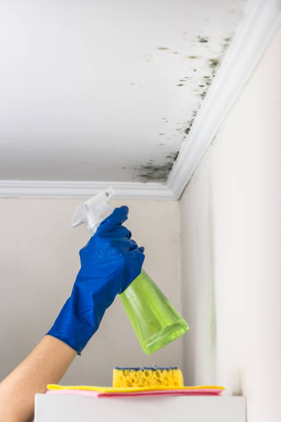 Best Toxic Mold Removal  in Augusta, WI